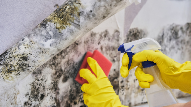 Mold Remediation